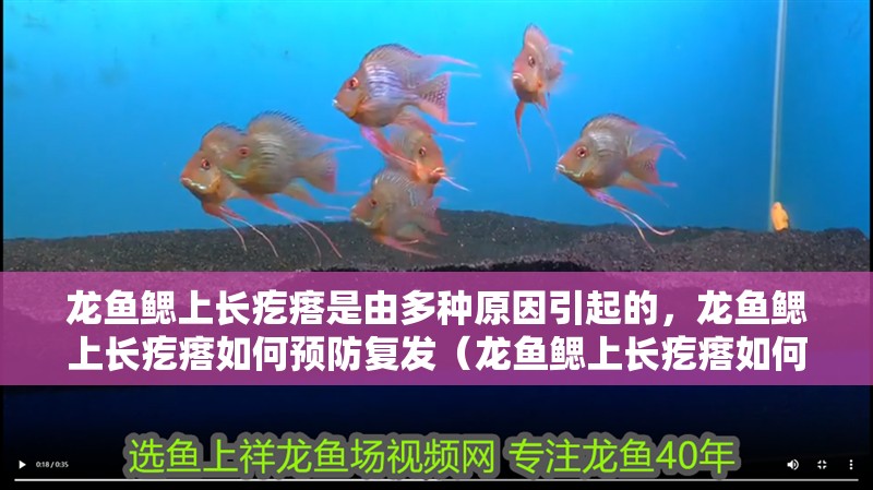 給大魚缸換水的作文:體驗給大魚缸換水的樂趣:體驗給大魚缸換水:給大魚缸換水的作文 龍魚鰓上長疙瘩是由多種原因引起的,龍魚鰓上長疙瘩如何預(yù)防復(fù)發(fā)(龍魚鰓上長疙瘩如何預(yù)防復(fù)發(fā),) 龍魚百科 龍魚鰓上長疙瘩是由多種原因引起的,龍魚鰓上長疙瘩如何預(yù)防復(fù)發(fā)(龍魚鰓上長疙瘩如何預(yù)防復(fù)發(fā),) 龍魚鰓上長疙瘩是由多種原因引起的,龍魚鰓上長疙瘩如何預(yù)防復(fù)發(fā)(龍魚鰓上長疙瘩如何預(yù)防復(fù)發(fā),) 龍魚百科