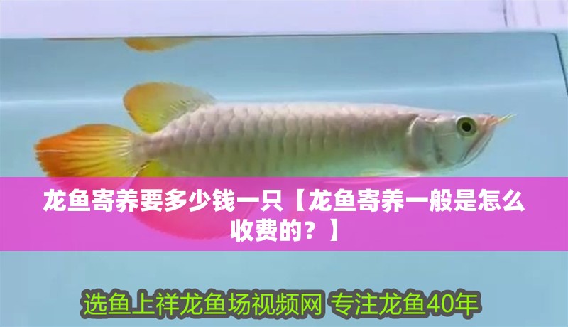 龍魚寄養(yǎng)要多少錢一只【龍魚寄養(yǎng)一般是怎么收費(fèi)的？】