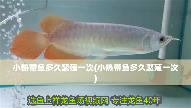 小熱帶魚多久繁殖一次(小熱帶魚多久繁殖一次)