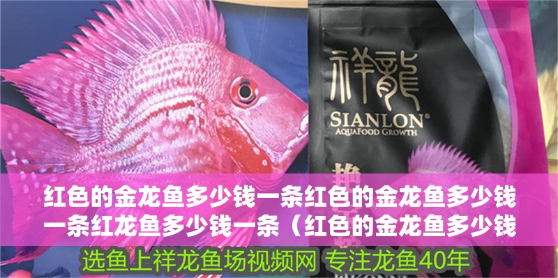 紅色的金龍魚多少錢一條紅色的金龍魚多少錢一條紅龍魚多少錢一條（紅色的金龍魚多少錢）