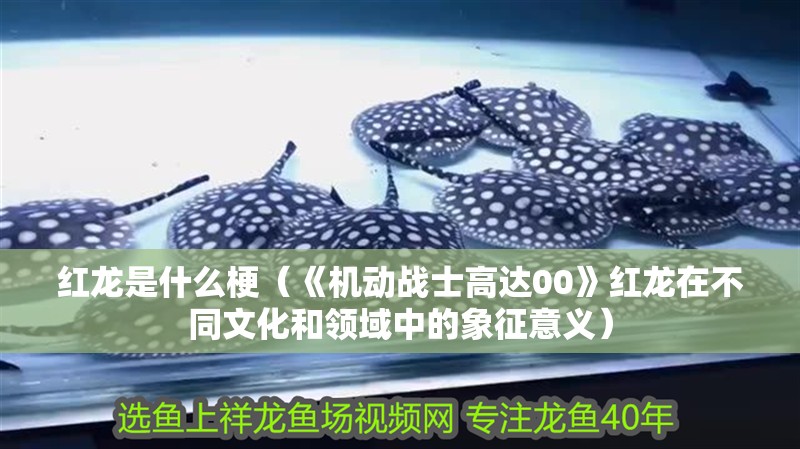 紅龍是什么梗（《機動戰士高達00》紅龍在不同文化和領域中的象征意義）