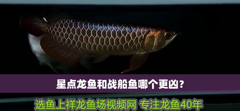星點龍魚和戰船魚哪個更兇？