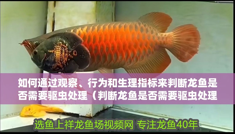 如何通過觀察、行為和生理指標來判斷龍魚是否需要驅蟲處理（判斷龍魚是否需要驅蟲處理，觀察是否需要驅蟲處理）