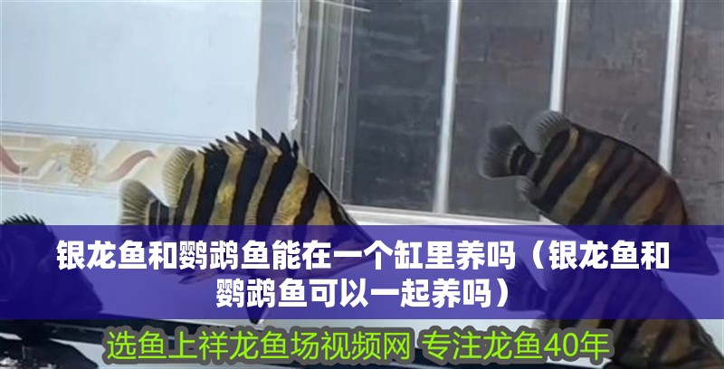 銀龍魚和鸚鵡魚能在一個缸里養嗎（銀龍魚和鸚鵡魚可以一起養嗎）