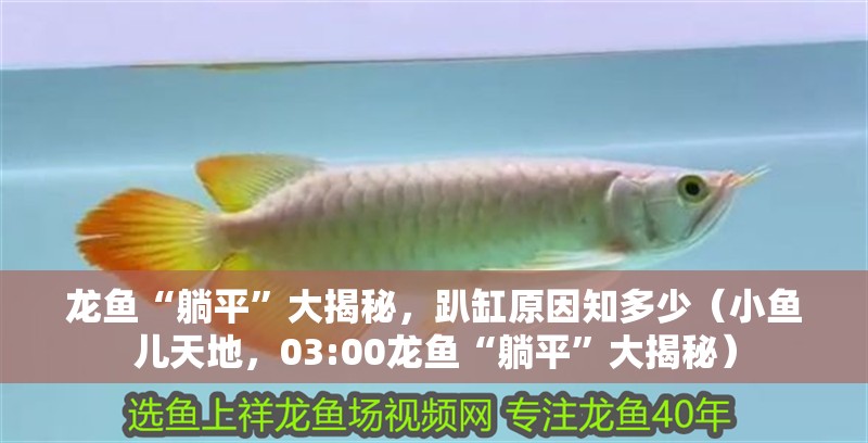龍魚“躺平”大揭秘，趴缸原因知多少（小魚兒天地，03:00龍魚“躺平”大揭秘）