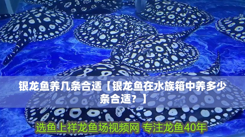 銀龍魚養幾條合適【銀龍魚在水族箱中養多少條合適？】