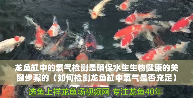 龍魚缸中的氧氣檢測是確保水生生物健康的關鍵步驟的（如何檢測龍魚缸中氧氣是否充足）