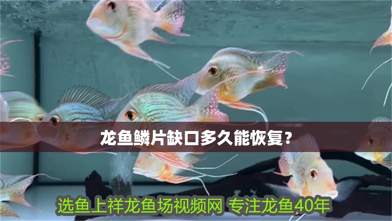 龍魚鱗片缺口多久能恢復(fù)？
