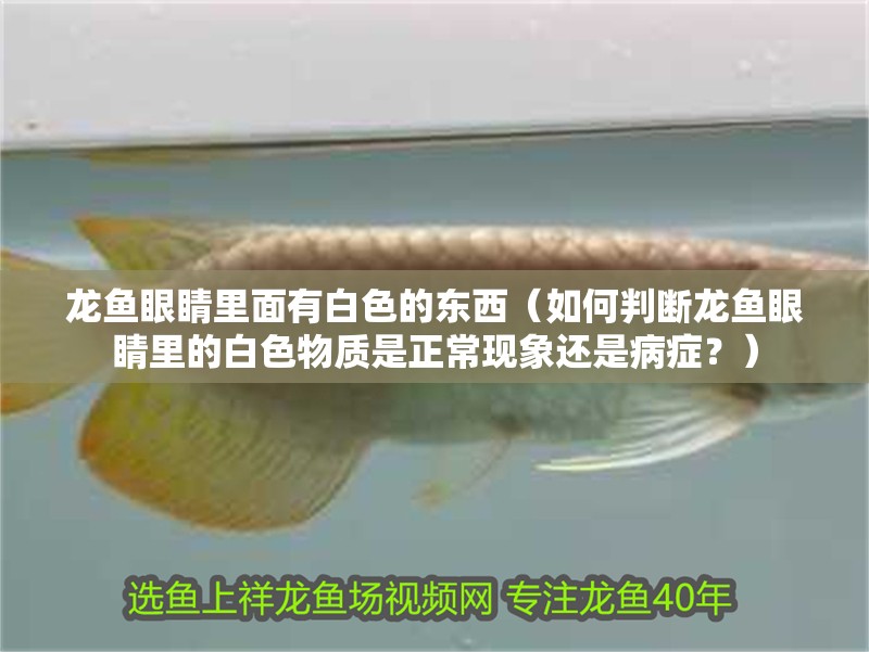 龍魚眼睛里面有白色的東西（如何判斷龍魚眼睛里的白色物質是正常現象還是病癥？）