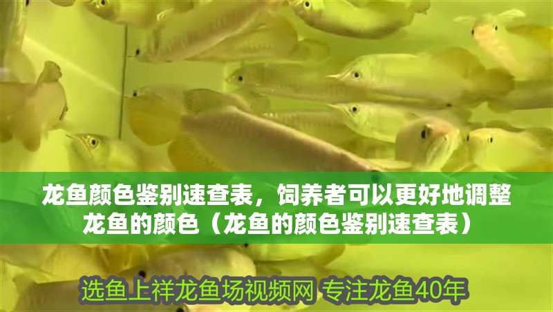 龍魚顏色鑒別速查表，飼養(yǎng)者可以更好地調整龍魚的顏色（龍魚的顏色鑒別速查表）