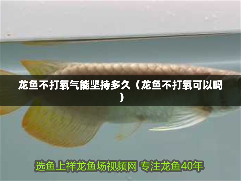 龍魚不打氧氣能堅(jiān)持多久（龍魚不打氧可以嗎）