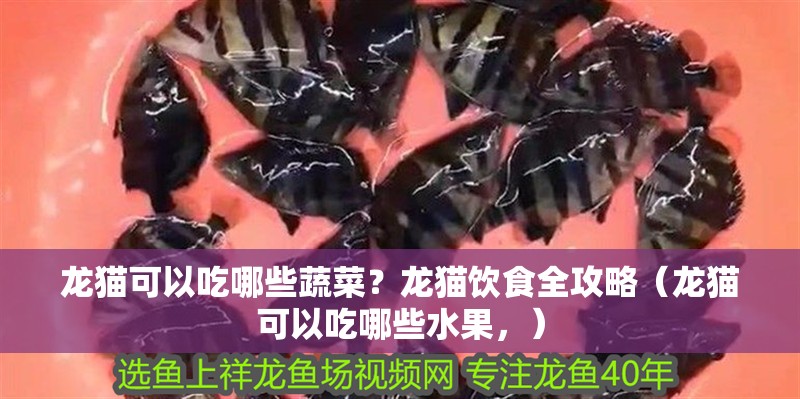 龍貓可以吃哪些蔬菜？龍貓飲食全攻略（龍貓可以吃哪些水果，）