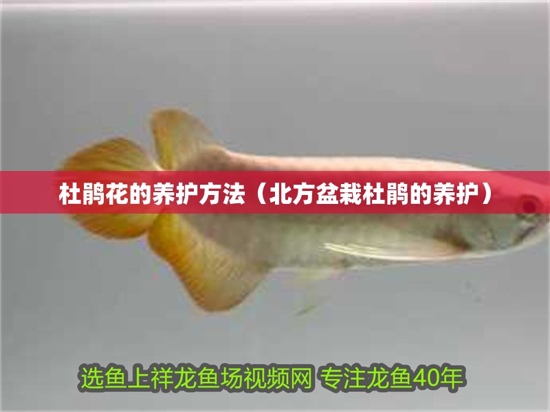 杜鵑花的養護方法（北方盆栽杜鵑的養護）