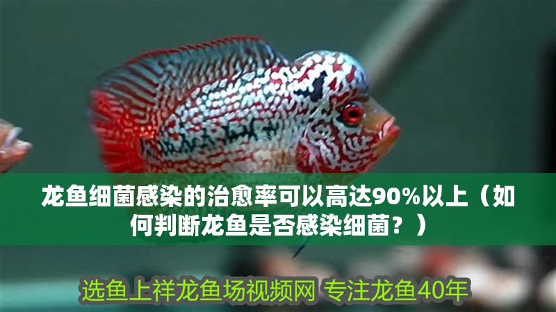 龍魚細菌感染的治愈率可以高達90%以上（如何判斷龍魚是否感染細菌？）