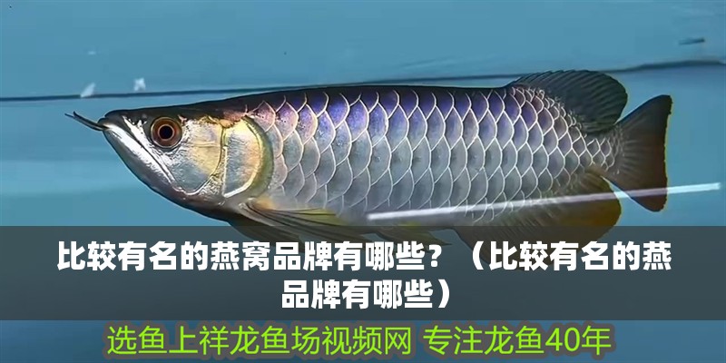 比較有名的燕窩品牌有哪些？（比較有名的燕品牌有哪些）