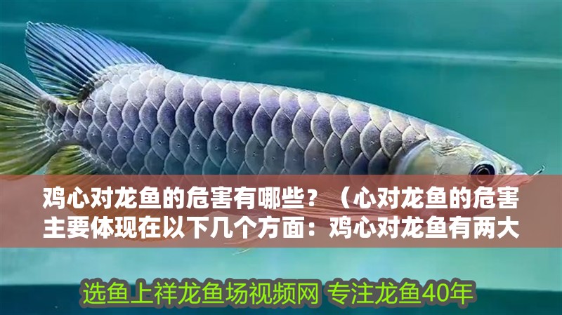 雞心對龍魚的危害有哪些？（心對龍魚的危害主要體現在以下幾個方面：雞心對龍魚有兩大危害）