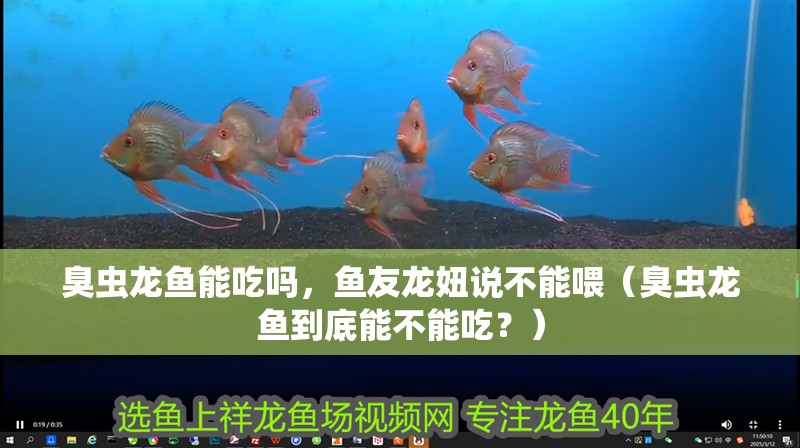 臭蟲龍魚能吃嗎，魚友龍妞說不能喂（臭蟲龍魚到底能不能吃？）