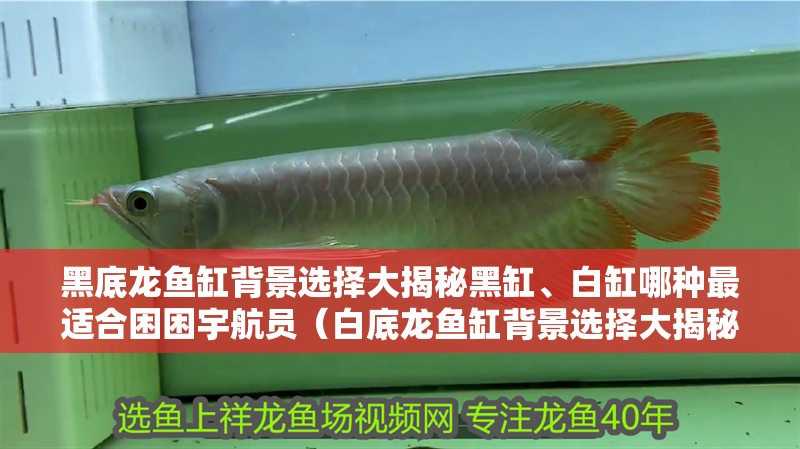 黑底龍魚缸背景選擇大揭秘黑缸、白缸哪種最適合困困宇航員（白底龍魚缸背景選擇大揭秘黑缸、白缸哪種最適合困困宇航員）