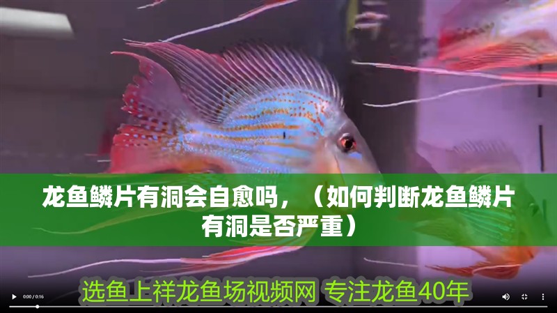 龍魚鱗片有洞會(huì)自愈嗎，（如何判斷龍魚鱗片有洞是否嚴(yán)重）