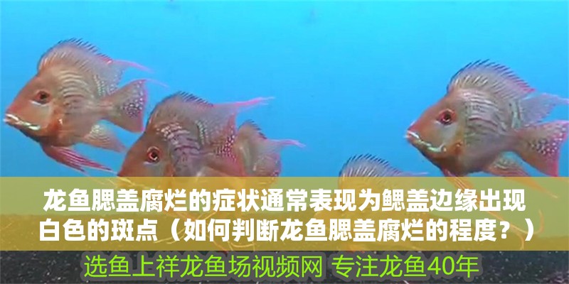 龍魚腮蓋腐爛的癥狀通常表現為鰓蓋邊緣出現白色的斑點（如何判斷龍魚腮蓋腐爛的程度？）