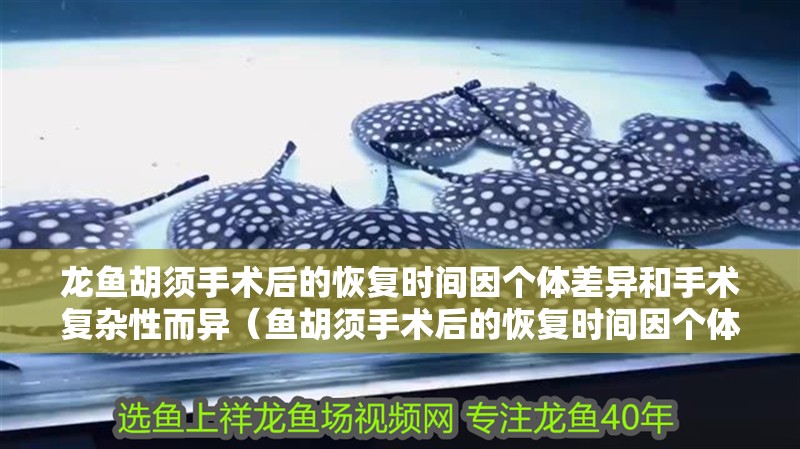 龍魚胡須手術后的恢復時間因個體差異和手術復雜性而異（魚胡須手術后的恢復時間因個體差異和手術復雜性而異）