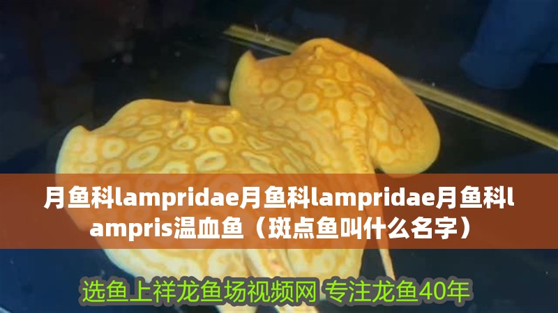 龍魚干蝦有營養嗎 月魚科lampridae月魚科lampridae月魚科lampris溫血魚(斑點魚叫什么名字) 觀賞魚百科 月魚科lampridae月魚科lampridae月魚科lampris溫血魚(斑點魚叫什么名字) 月魚科lampridae月魚科lampridae月魚科lampris溫血魚(斑點魚叫什么名字) 觀賞魚百科