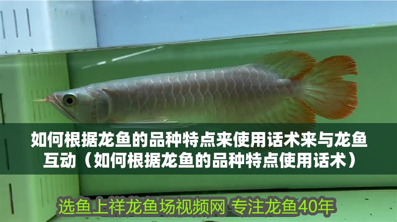 如何根據龍魚的品種特點來使用話術來與龍魚互動（如何根據龍魚的品種特點使用話術）