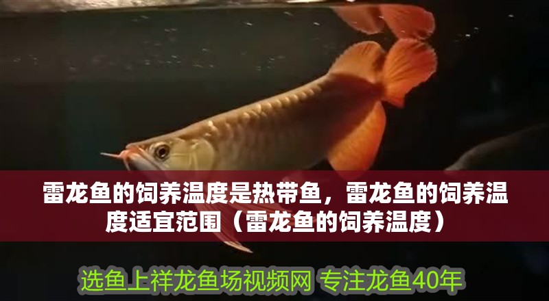 雷龍魚的飼養溫度是熱帶魚，雷龍魚的飼養溫度適宜范圍（雷龍魚的飼養溫度）