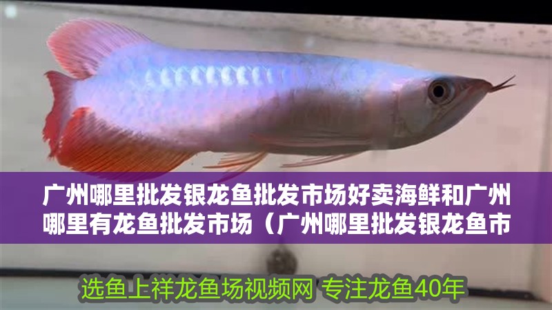 廣州哪里批發銀龍魚批發市場好賣海鮮和廣州哪里有龍魚批發市場（廣州哪里批發銀龍魚市場好賣海鮮）