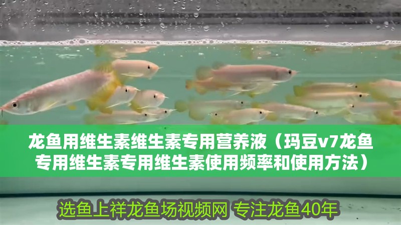 龍魚用維生素維生素專用營養液（瑪豆v7龍魚專用維生素專用維生素使用頻率和使用方法）