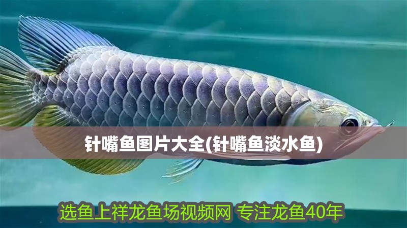 針嘴魚圖片大全(針嘴魚淡水魚)