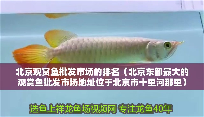 北京觀賞魚批發市場的排名（北京東部最大的觀賞魚批發市場地址位于北京市十里河那里）