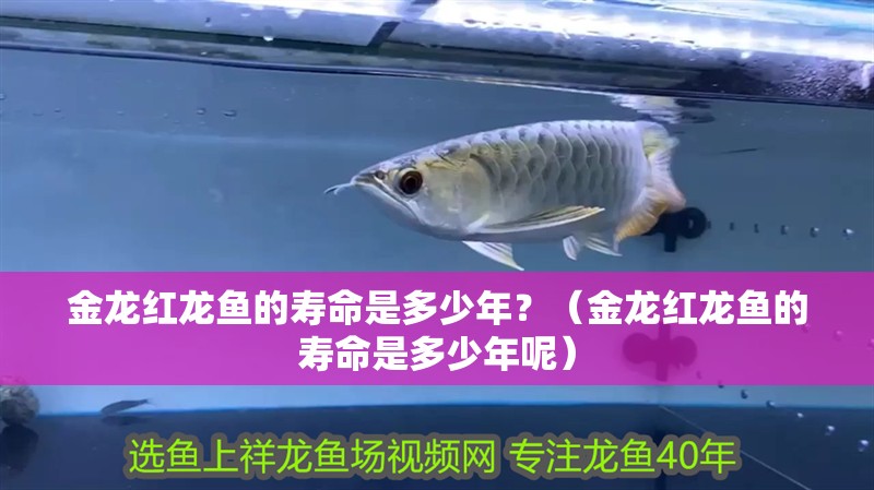 金龍紅龍魚的壽命是多少年？（金龍紅龍魚的壽命是多少年呢）