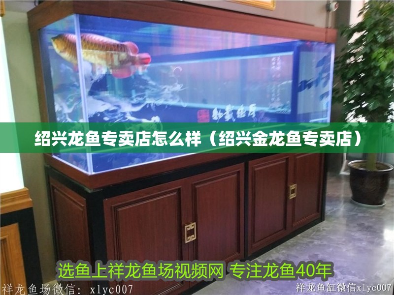 紹興龍魚專賣店怎么樣（紹興金龍魚專賣店）