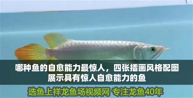 哪種魚的自愈能力最驚人，四張插畫風格配圖展示具有驚人自愈能力的魚