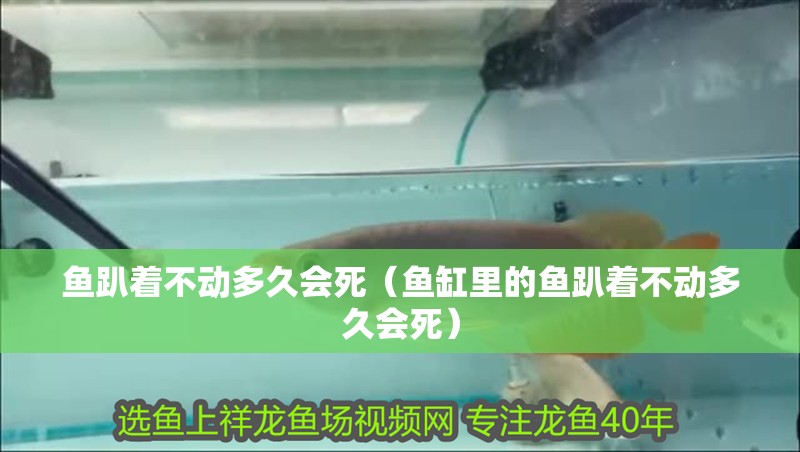 魚趴著不動多久會死（魚缸里的魚趴著不動多久會死）