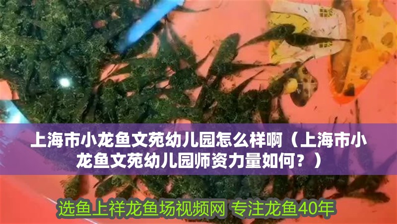 魚缸過濾器選購指南:自制魚缸過濾器魚缸上置過濾器對于養(yǎng)魚愛好者的必備知識 上海市小龍魚文苑幼兒園怎么樣啊(上海市小龍魚文苑幼兒園師資力量如何?) 觀賞魚百科 上海市小龍魚文苑幼兒園怎么樣啊(上海市小龍魚文苑幼兒園師資力量如何?) 上海市小龍魚文苑幼兒園怎么樣啊(上海市小龍魚文苑幼兒園師資力量如何?) 觀賞魚百科