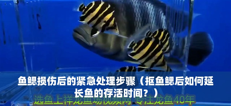魚鰓損傷后的緊急處理步驟（摳魚鰓后如何延長魚的存活時間？）