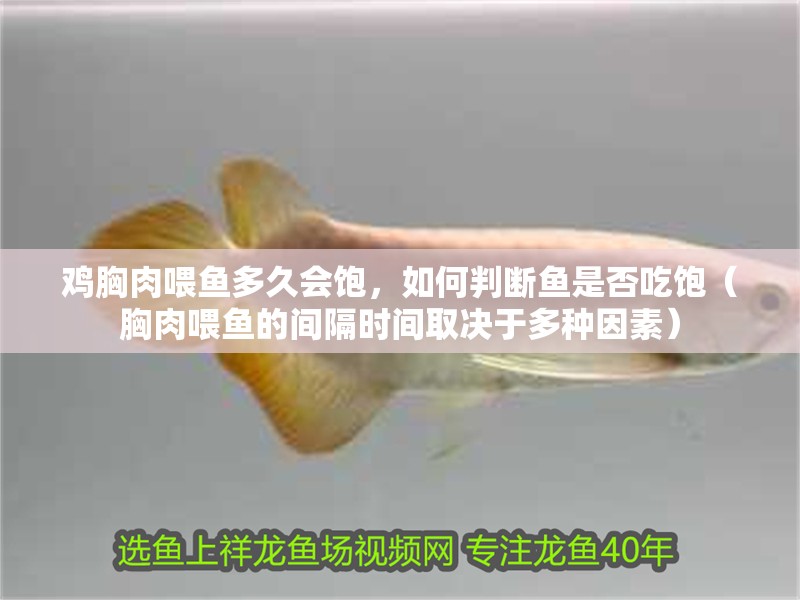 雞胸肉喂魚多久會飽，如何判斷魚是否吃飽（胸肉喂魚的間隔時間取決于多種因素）