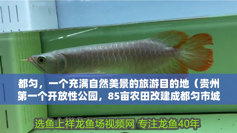 都勻，一個(gè)充滿自然美景的旅游目的地（貴州第一個(gè)開放性公園，85畝農(nóng)田改建成都勻市城區(qū)50公里）