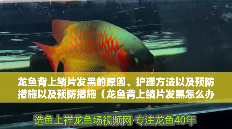 龍魚背上鱗片發黑的原因、護理方法以及預防措施以及預防措施（龍魚背上鱗片發黑怎么辦）