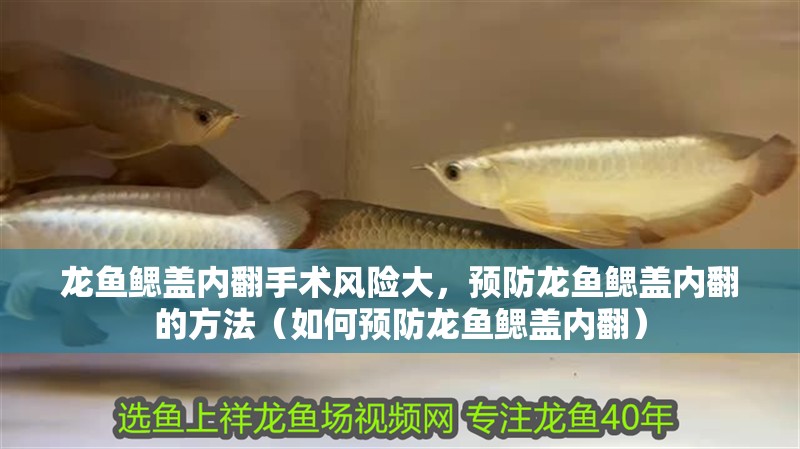 龍魚鰓蓋內翻手術風險大，預防龍魚鰓蓋內翻的方法（如何預防龍魚鰓蓋內翻）