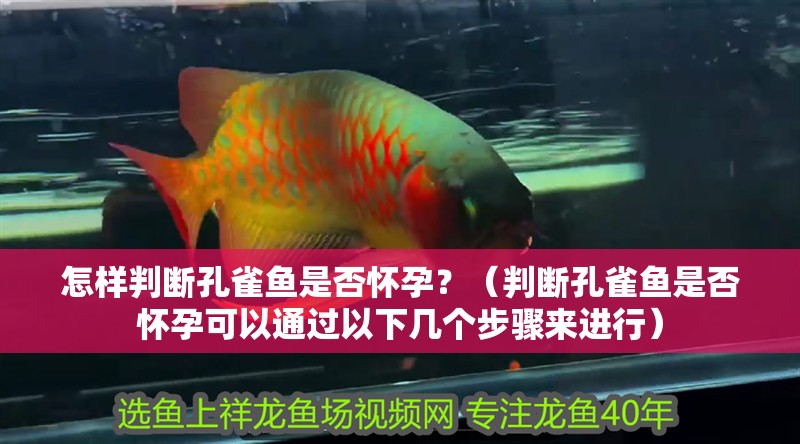 怎樣判斷孔雀魚是否懷孕？（判斷孔雀魚是否懷孕可以通過以下幾個步驟來進行）