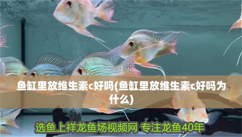 魚缸里放維生素c好嗎(魚缸里放維生素c好嗎為什么)