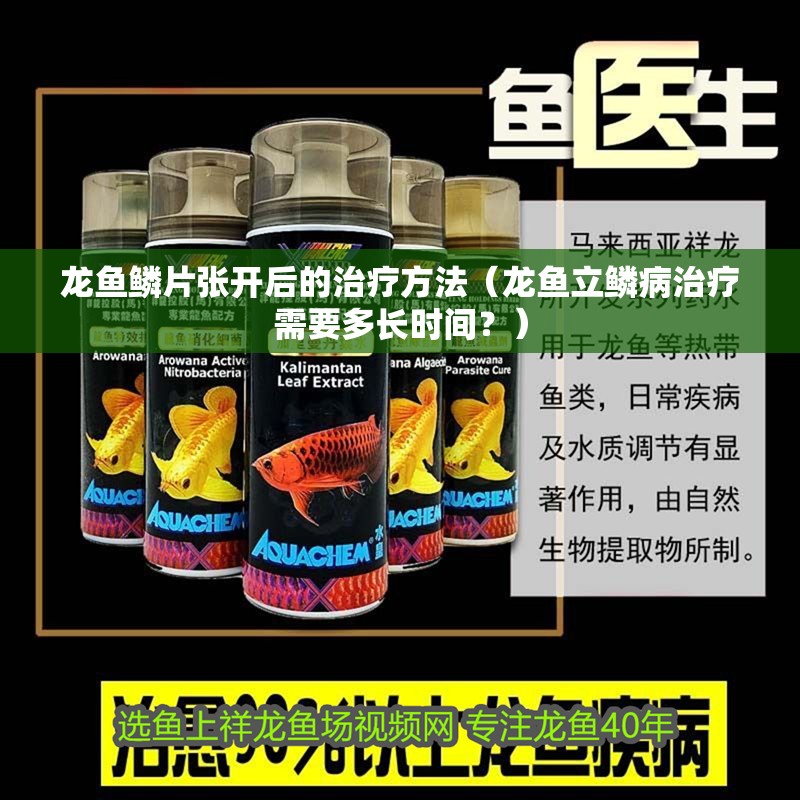 龍魚鱗片張開后的治療方法（龍魚立鱗病治療需要多長時間？）