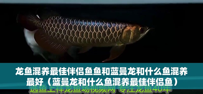 龍魚混養最佳伴侶魚魚和藍曼龍和什么魚混養最好（藍曼龍和什么魚混養最佳伴侶魚）