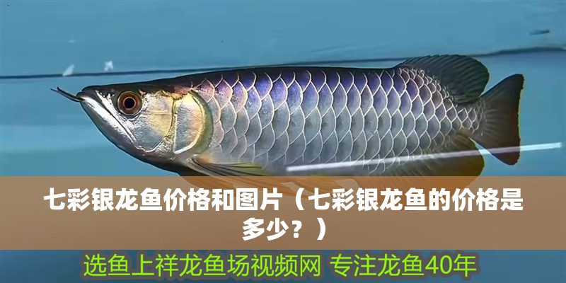 七彩銀龍魚價格和圖片（七彩銀龍魚的價格是多少？）