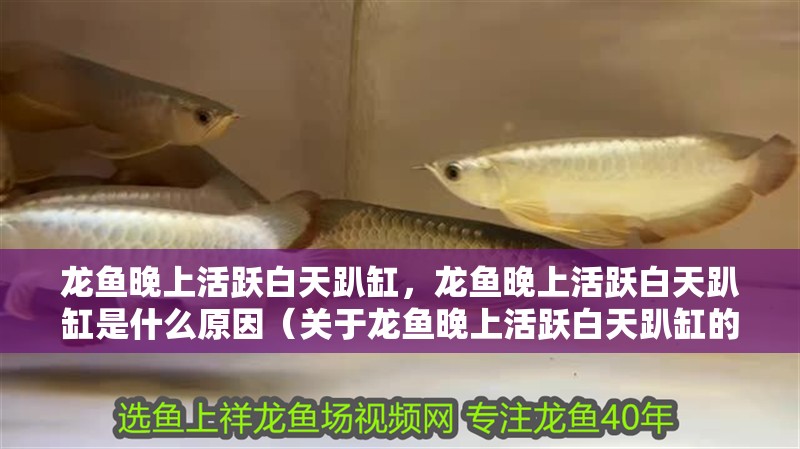 龍魚晚上活躍白天趴缸，龍魚晚上活躍白天趴缸是什么原因（關(guān)于龍魚晚上活躍白天趴缸的問題）