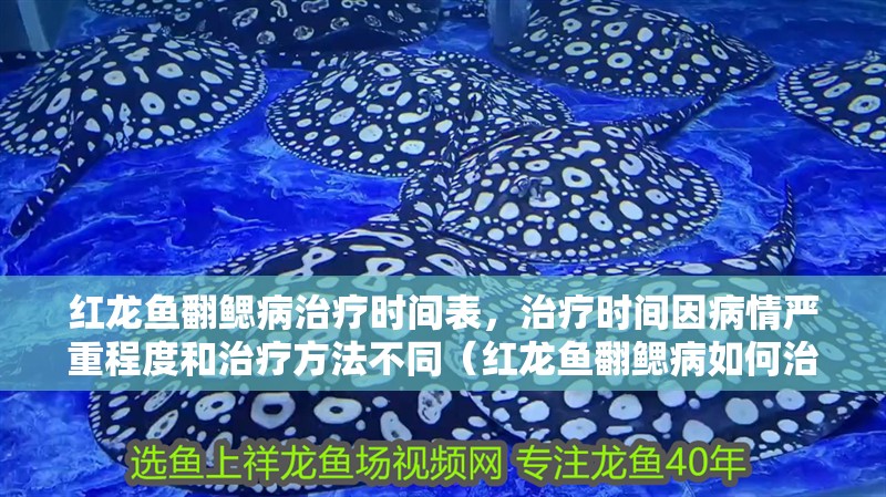 紅龍魚翻鰓病治療時間表，治療時間因病情嚴重程度和治療方法不同（紅龍魚翻鰓病如何治療）