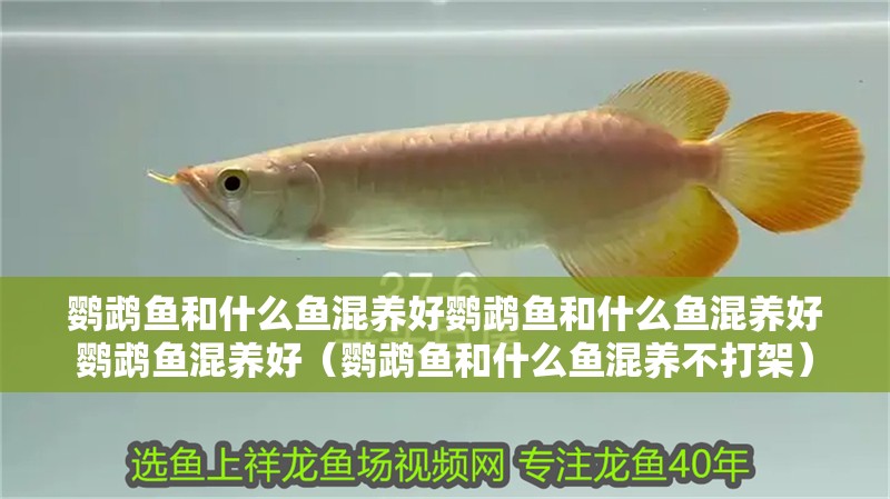 鸚鵡魚和什么魚混養(yǎng)好鸚鵡魚和什么魚混養(yǎng)好鸚鵡魚混養(yǎng)好（鸚鵡魚和什么魚混養(yǎng)不打架）